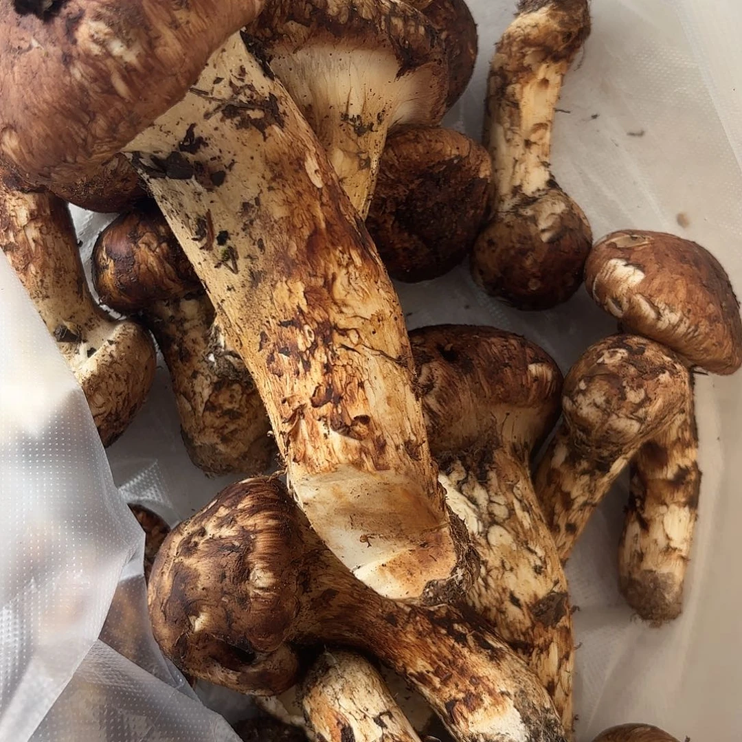 枫***云南南华野生菌中国大陆