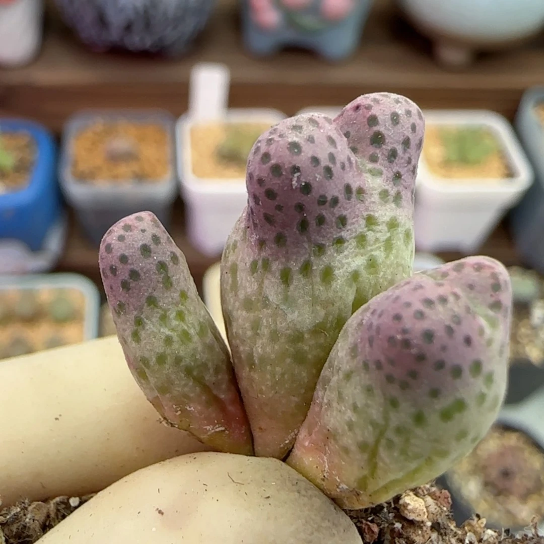 292园艺优选红斑马