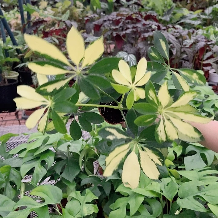 完全开放047花叶鸭脚木