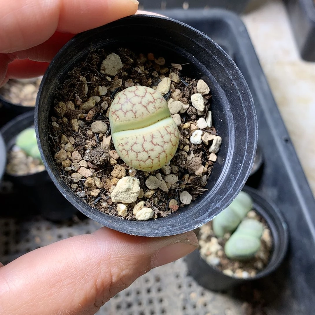K249多肉植物保护研究所