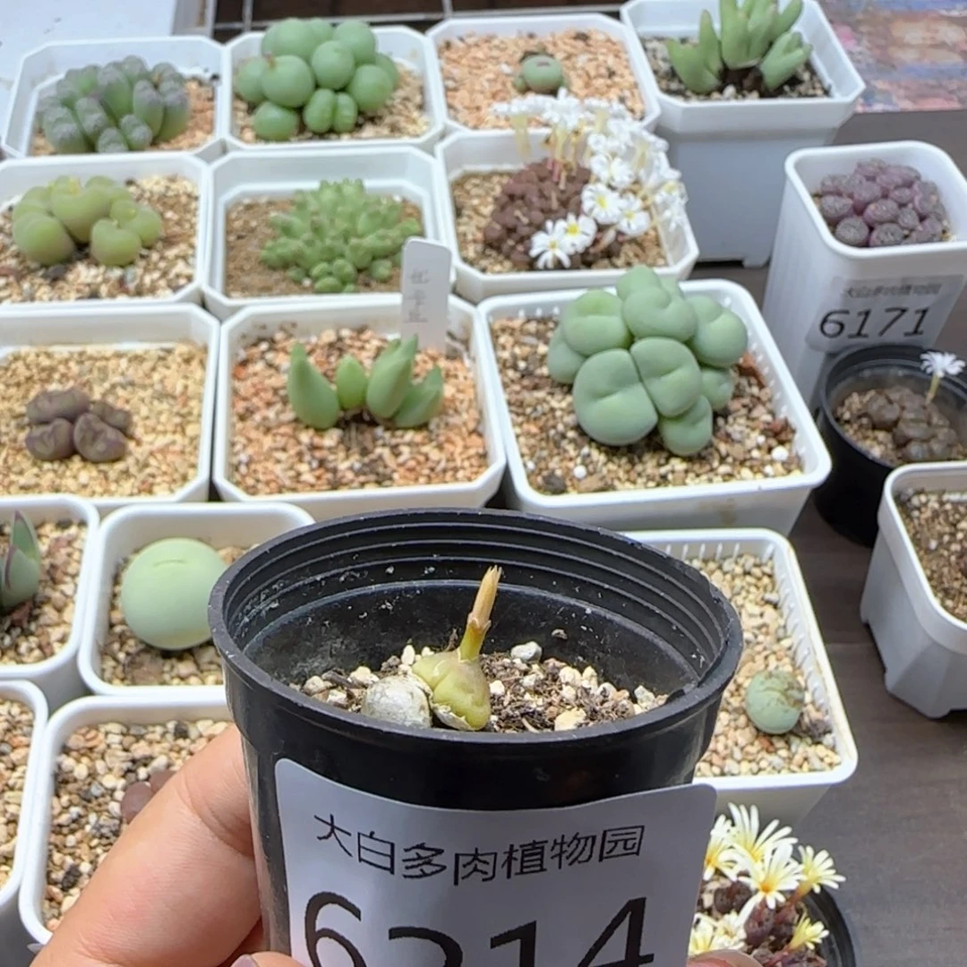 .***憨6214大白多肉植物园