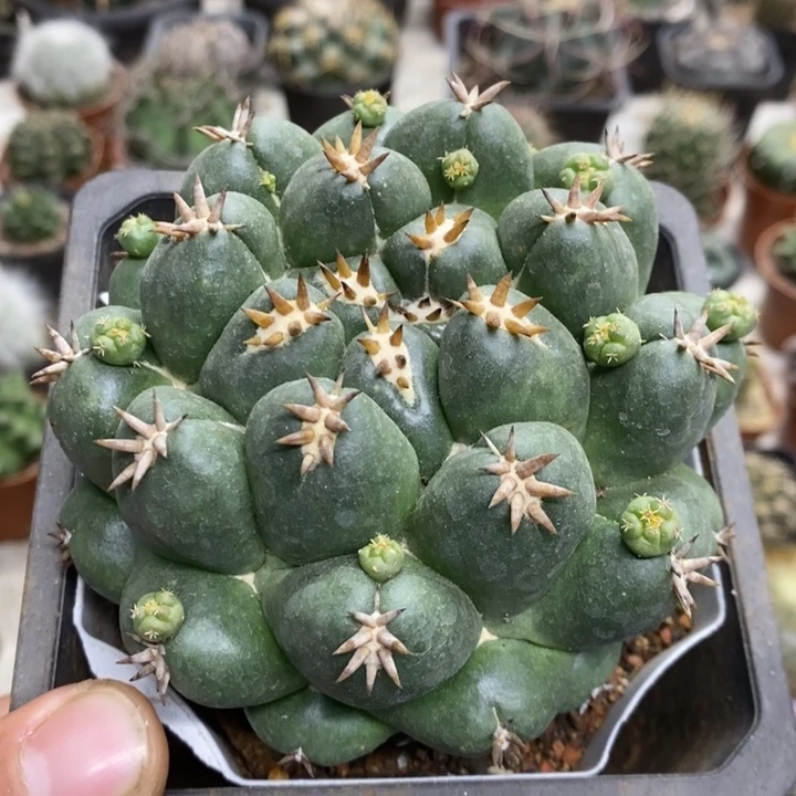 大号短豪刺象牙特价