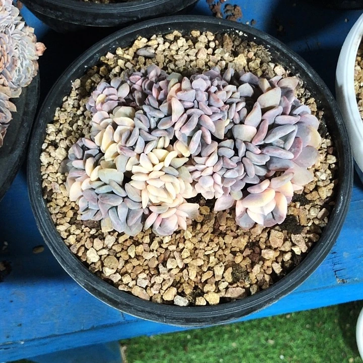 雪精灵缀化锦多肉植物