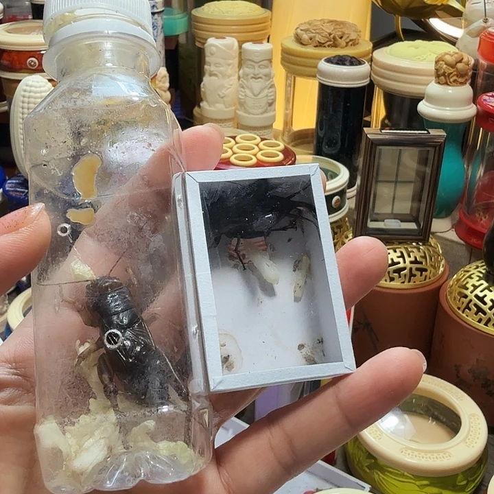 一只花生大蟋➕黑虫