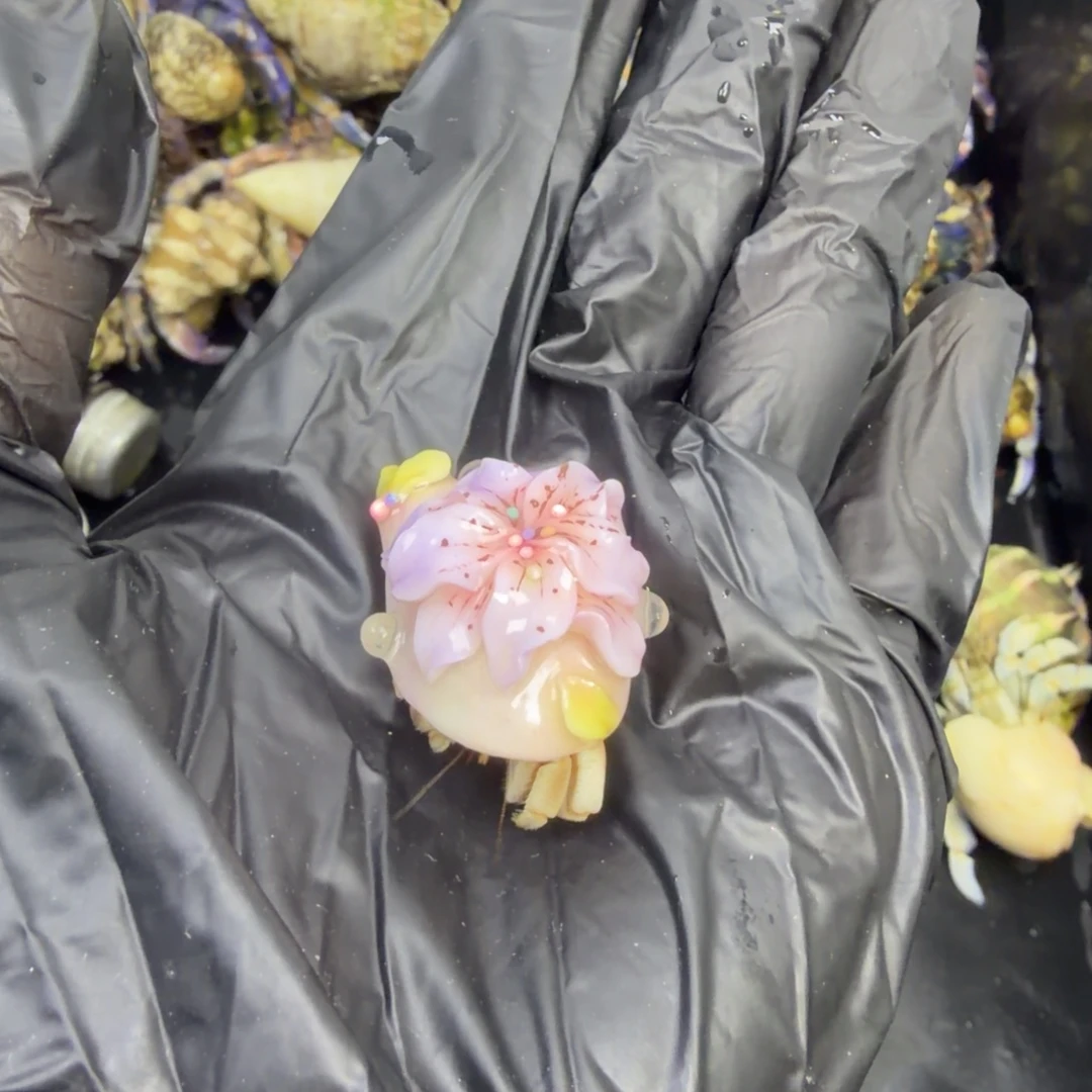 隐身不过这种感觉了哈是什么