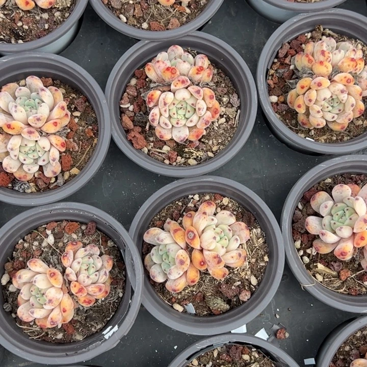 雪爪双头一颗量拍多肉满20包邮下午发