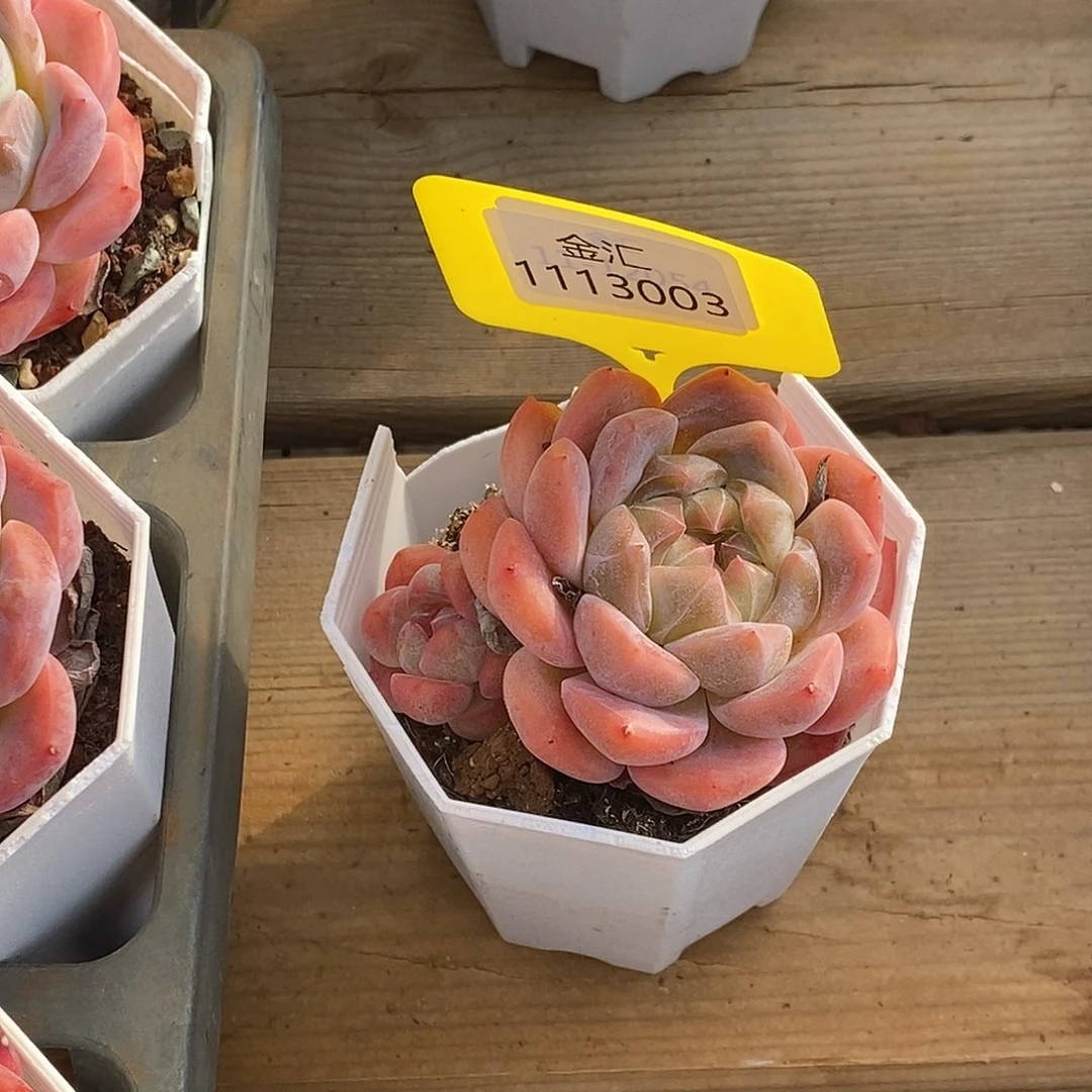 卷***?123海棠红1113003