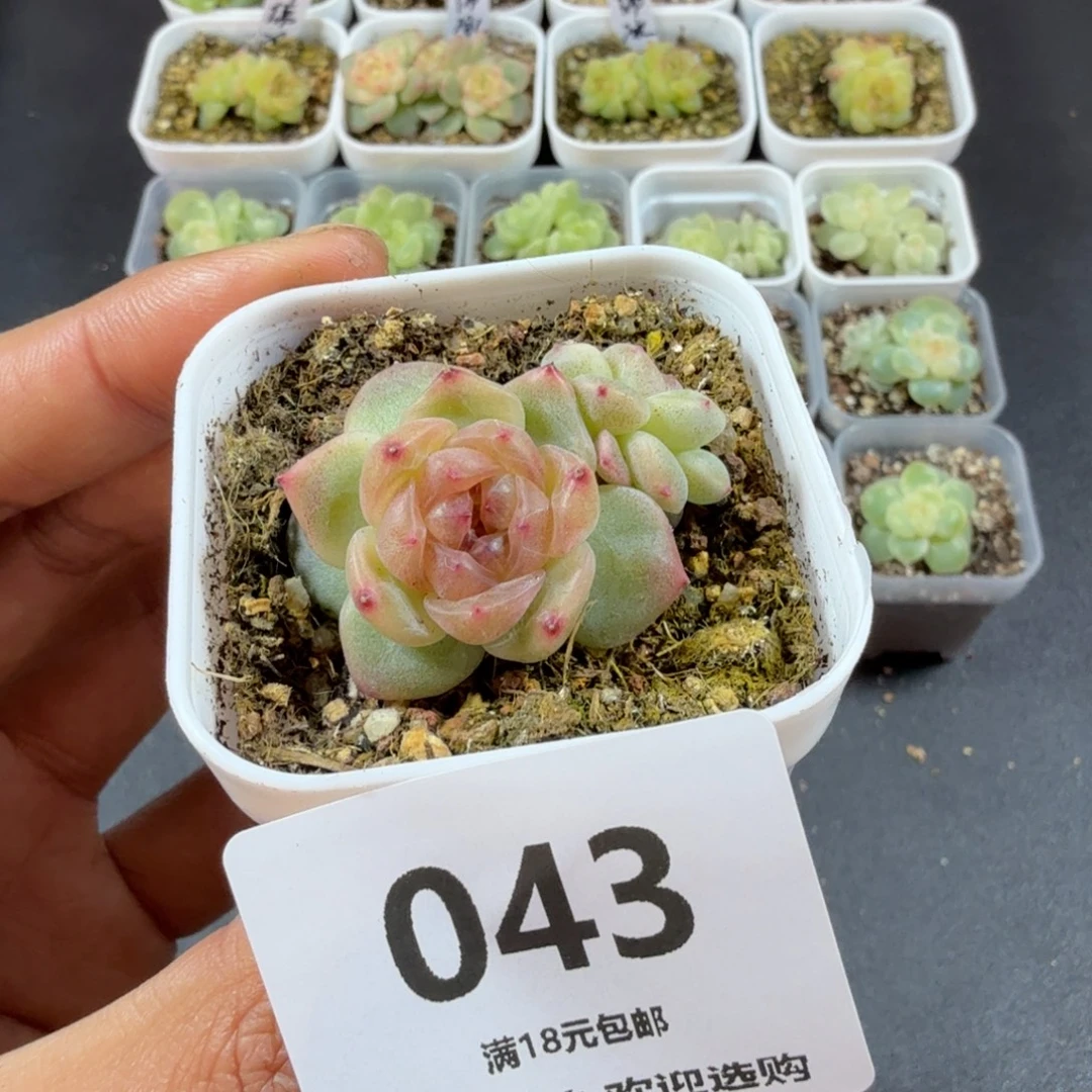 甜心秃子双头一物一拍043