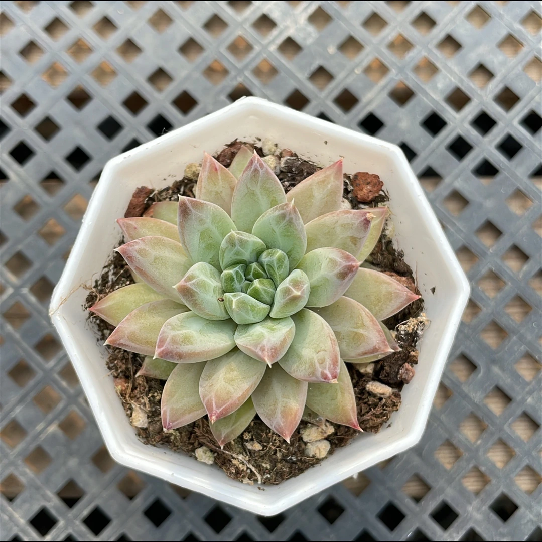 八角杯易卡路思单头多肉(满15元包邮)