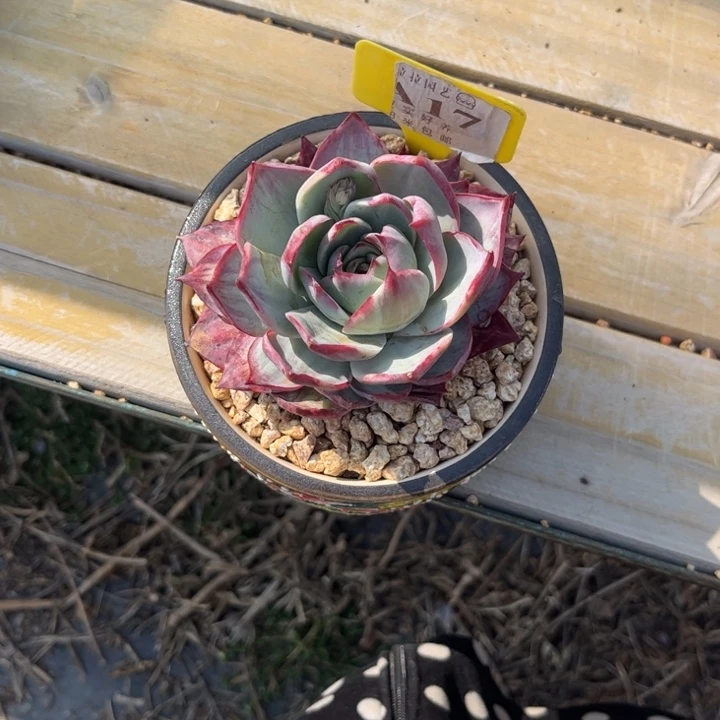 花***?多肉植物11111惊鸿仙子1111