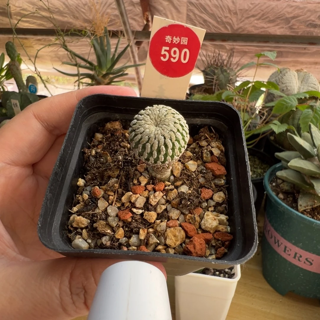 实生精巧殿1.9cm一棵仙人球