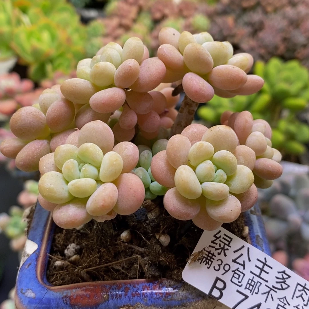 749洛可可8cm多肉
