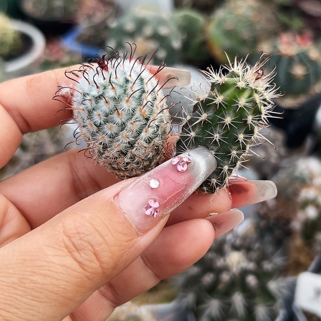 狼爪加曲词仙人球666666666