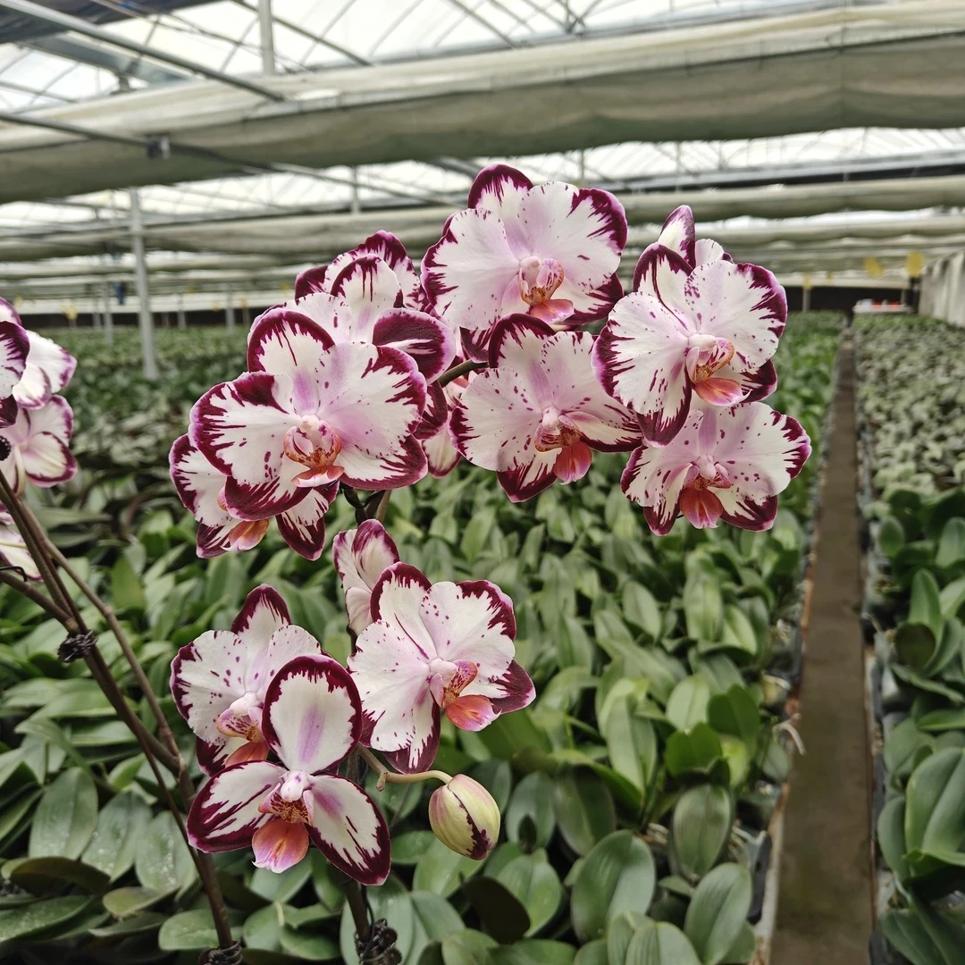 【叶损蝴蝶兰-哈根达斯】3.5寸抽梗苗-有叶损不售后，介意勿拍