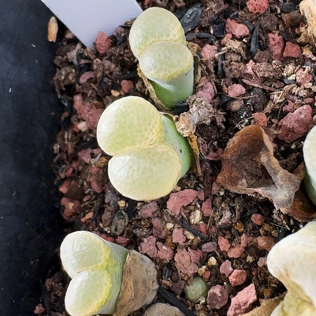 多肉植物福利风铃272