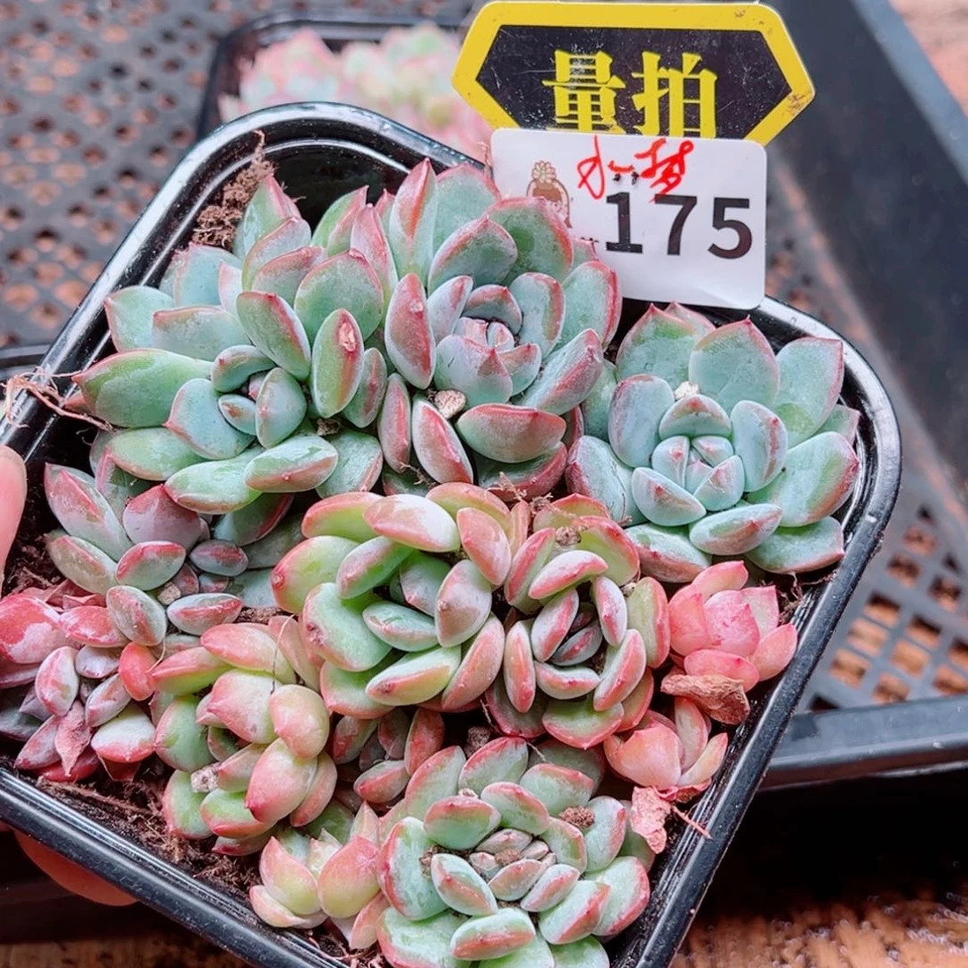 多肉植物多肉植物