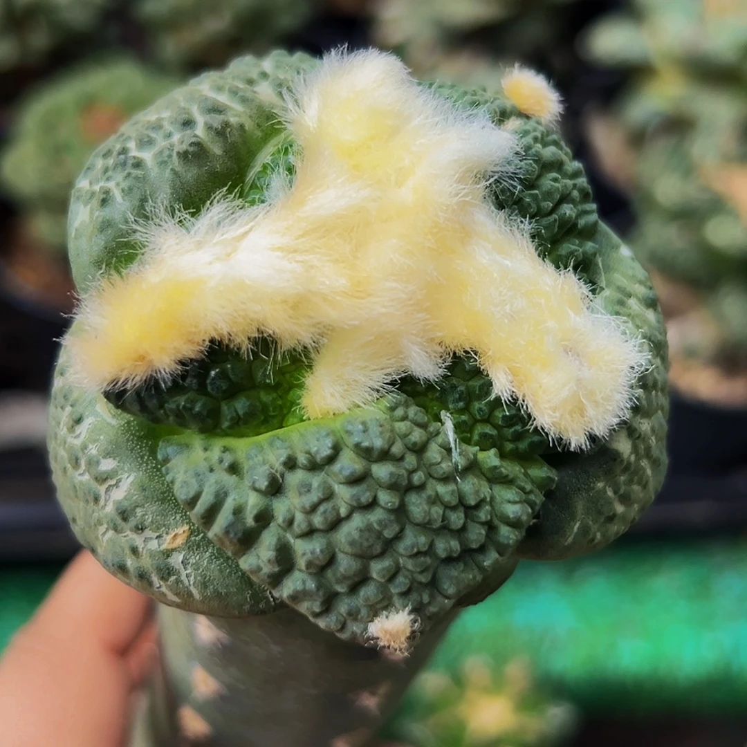 无花朵大尤连山牡丹微瑕疵573