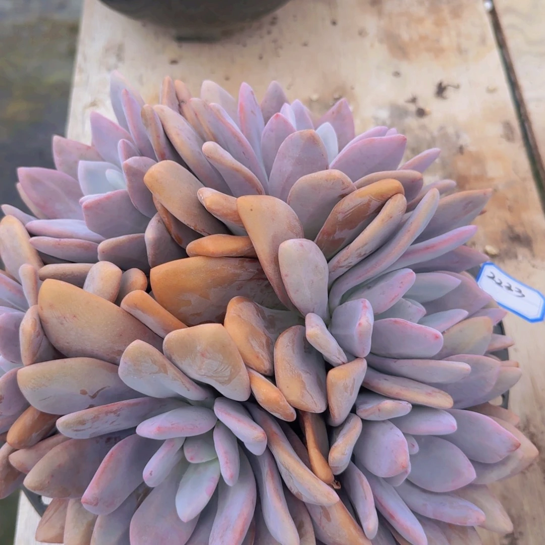 2223粉兔凡艺多肉