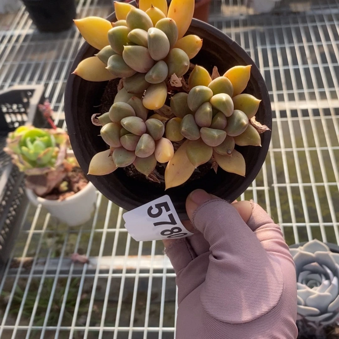 5780象牙老桩一物一拍