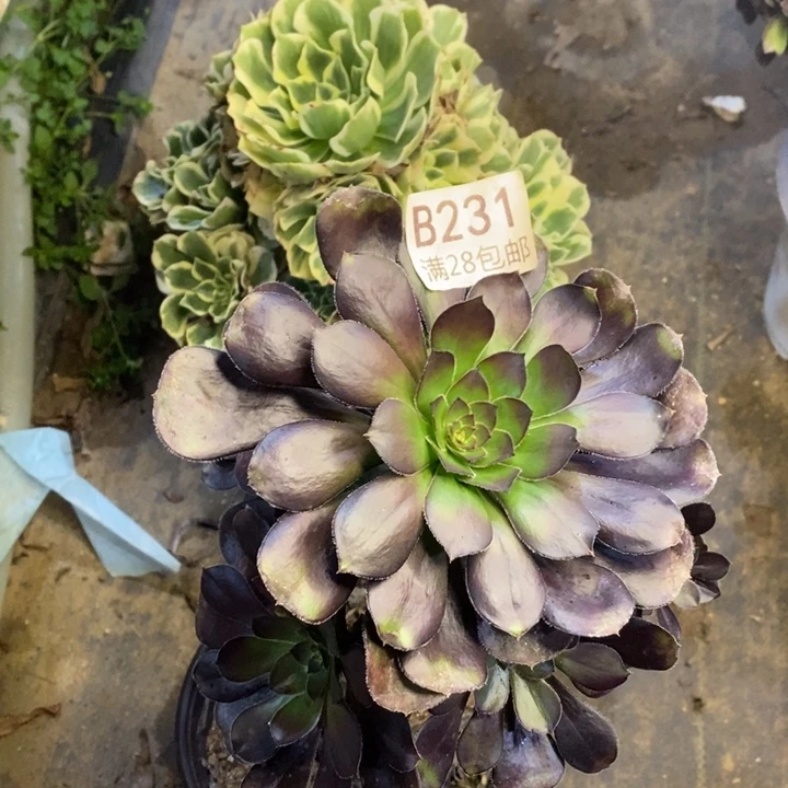 两盆多肉断头不包231