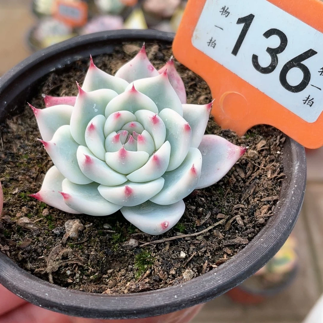 【闪购商品】136号