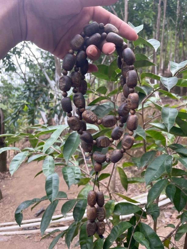 沉香奇楠沉香留疤多圈收藏级78克多样性发一