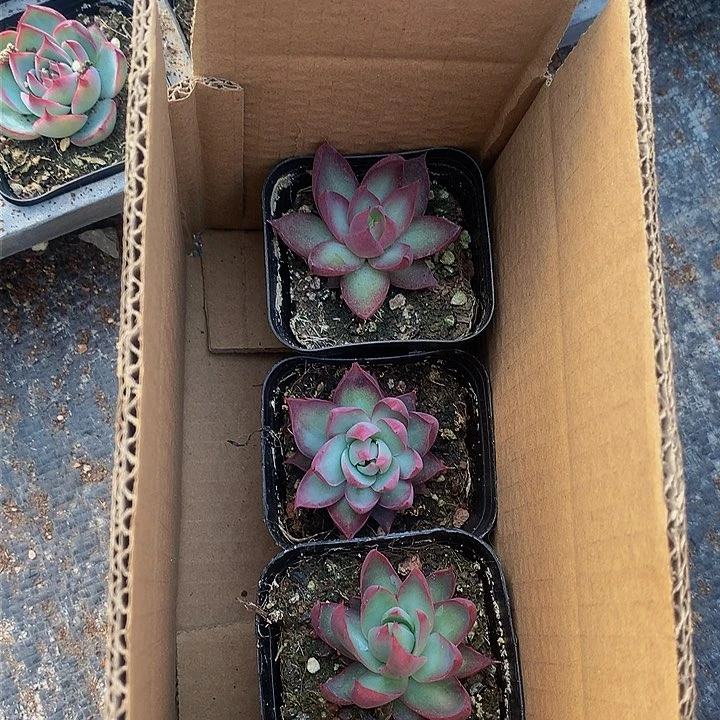 萱***记A255惊鸿仙子多肉