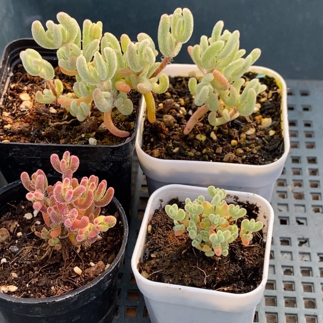 Q*409四颗福利。