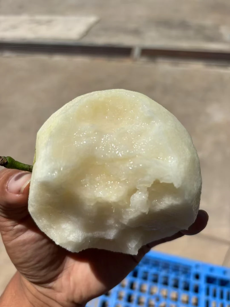 【正宗湖北宜昌枝江百里洲砂梨】现摘现发脆甜爆汁果肉细腻