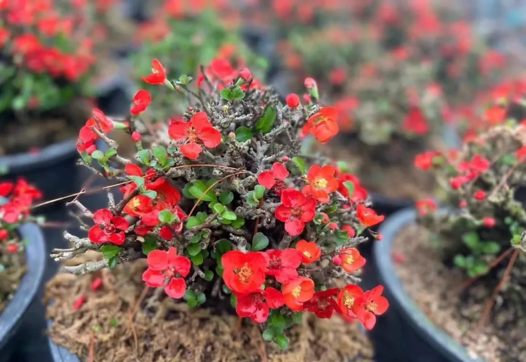 长寿梅盆栽红花一号白花品种四季开花耐寒植物室内外可养高端盆景