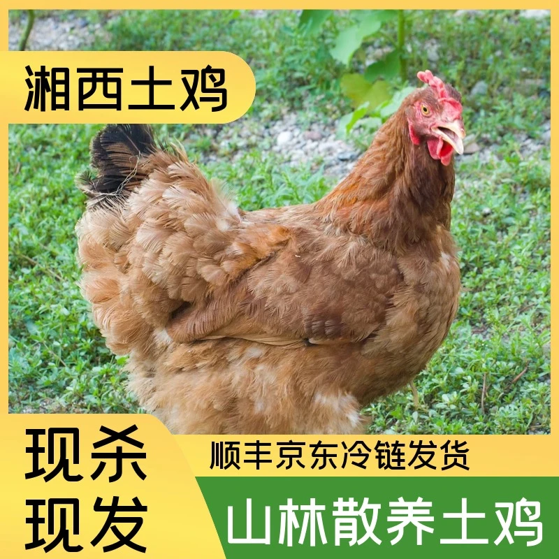 【土鸡】湘西大山散养土鸡，现杀现发顺丰京东冷链发货单只1.9-2.2斤