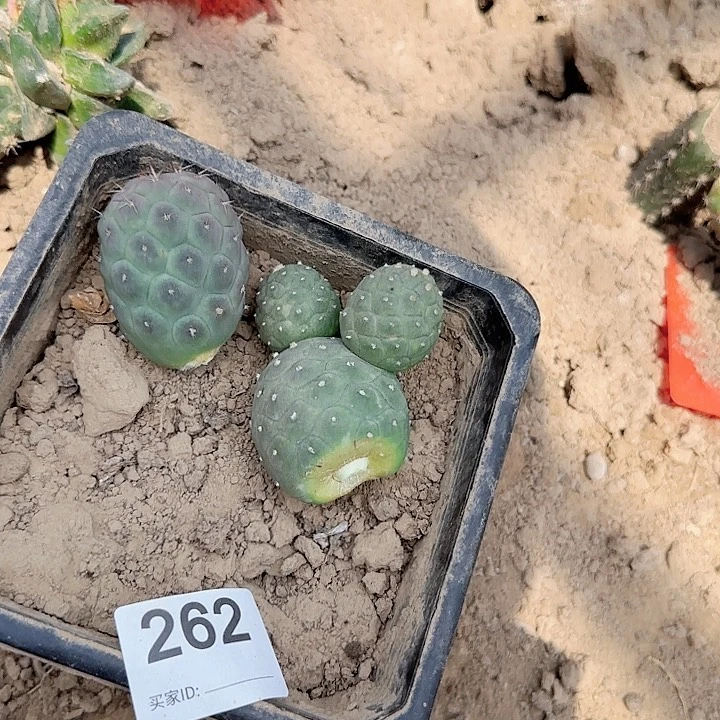 小*红花龙蛋侧芽