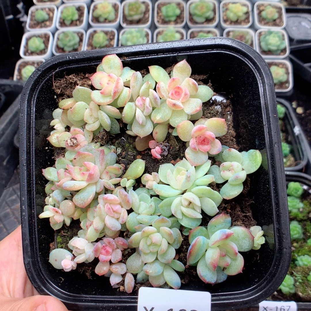 无花朵X169英语英语