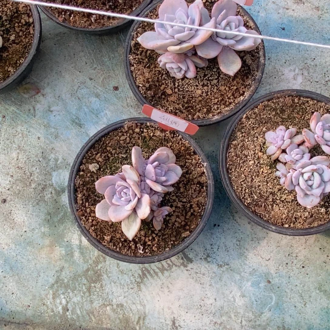 甜**i多肉植物11111111