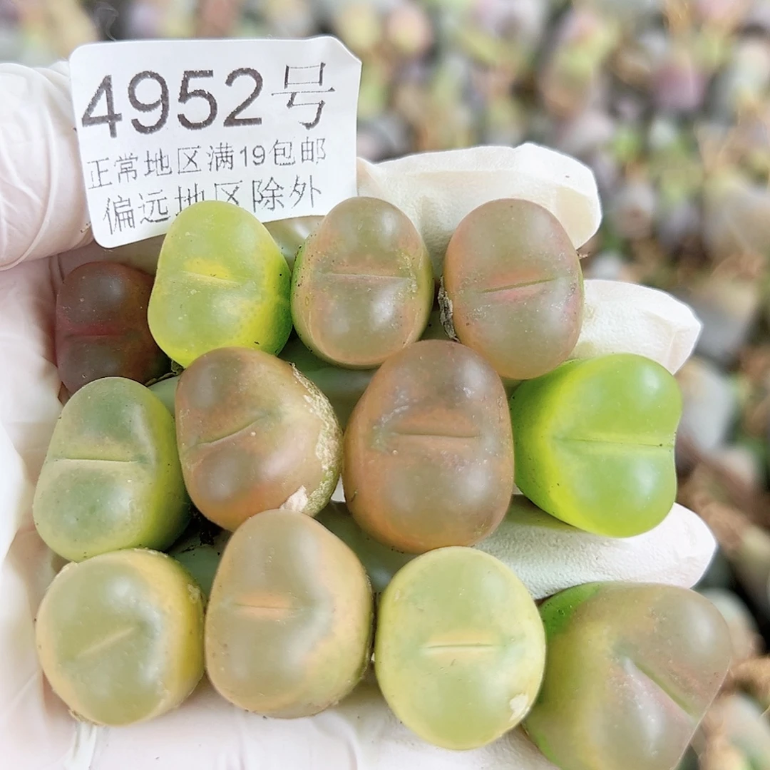 4952五年毛毛12个1.5/2cm