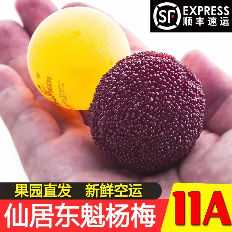 正宗新鲜杨梅仙居东魁杨梅特大号杨梅新鲜采摘杨梅顺丰包邮礼盒装