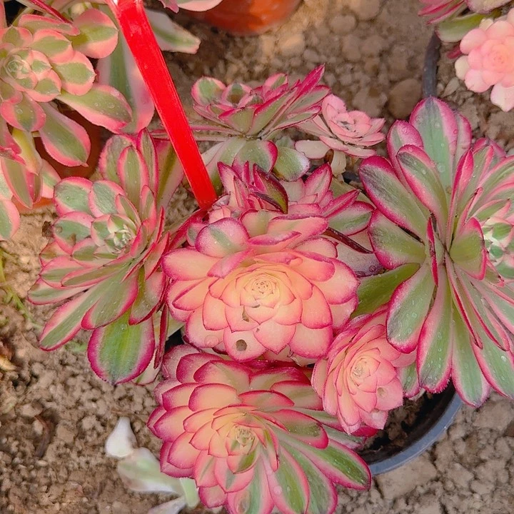 5+4荔枝多肉法师