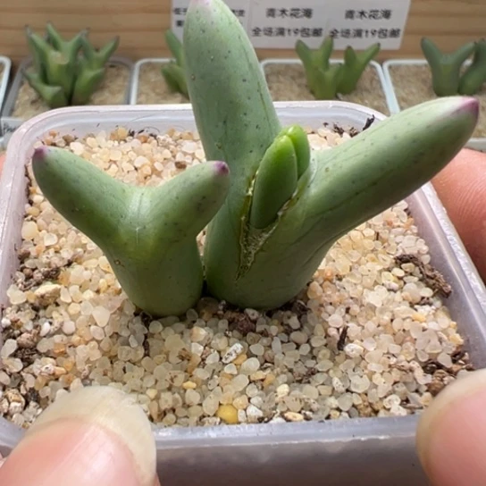 正版皮卡丘一颗58。