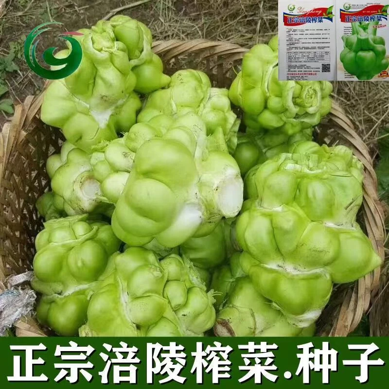 涪陵榨菜种子正宗四川大头菜鲜榨菜芥菜头芥菜新鲜蔬菜耐寒菜籽