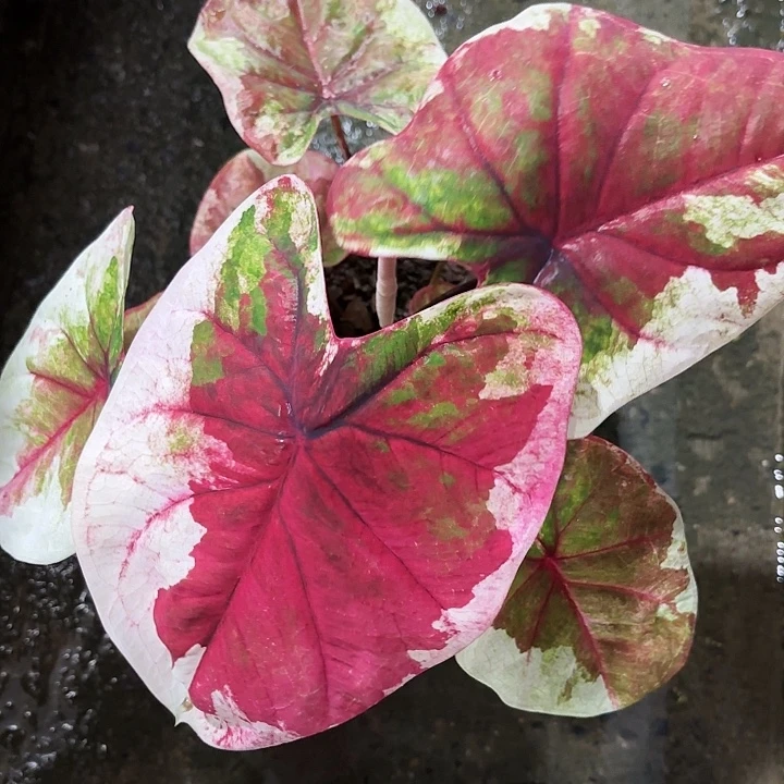 108-1009哈拉吧啦泰国发