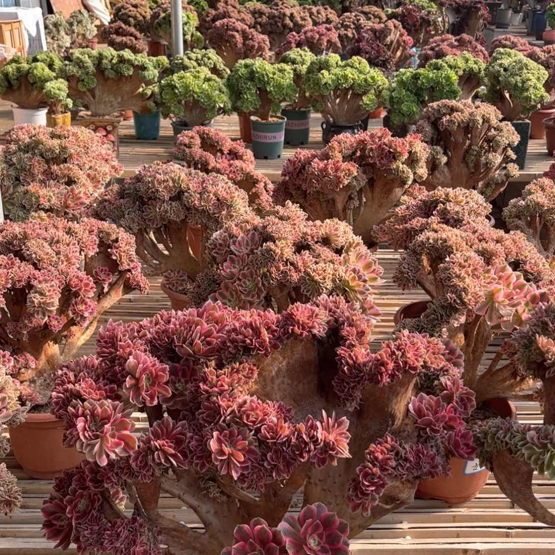 粉女郎朵朵整版精品