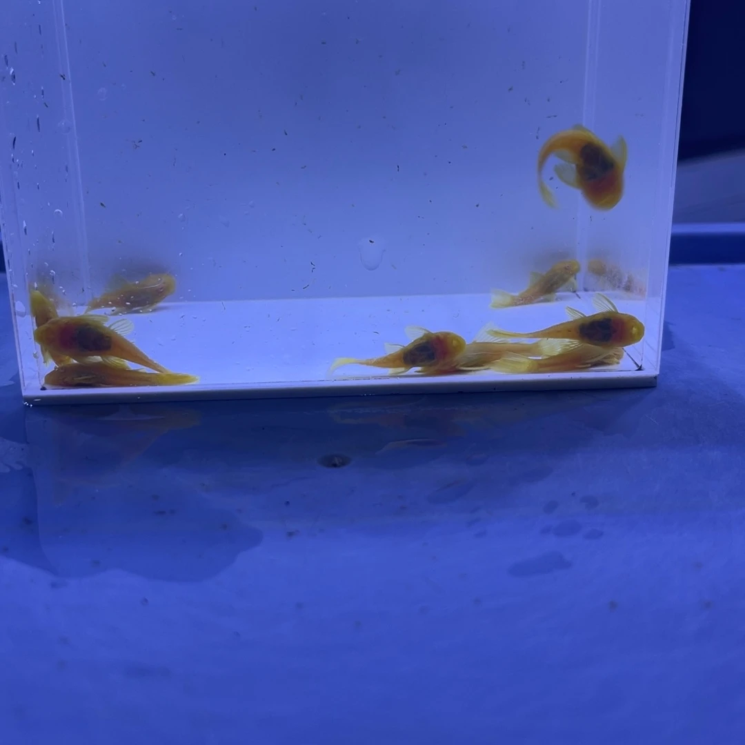 孔雀鱼胡子十条开箱视频报损
