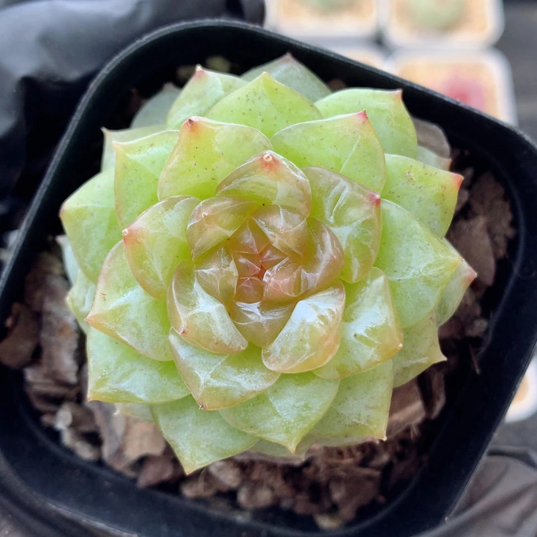 58包邮  群生不包整糖心109