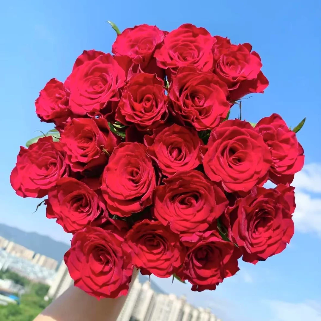 10枝高原红单头玫瑰 小花苞（两单顺丰冷链或京东快递云南鲜花基地