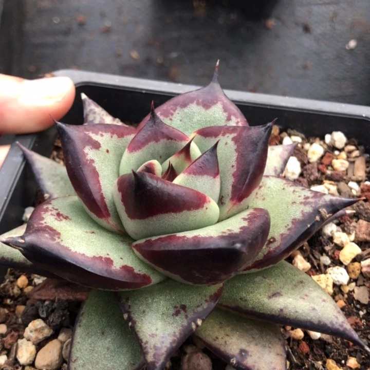 小脸包子000000000030