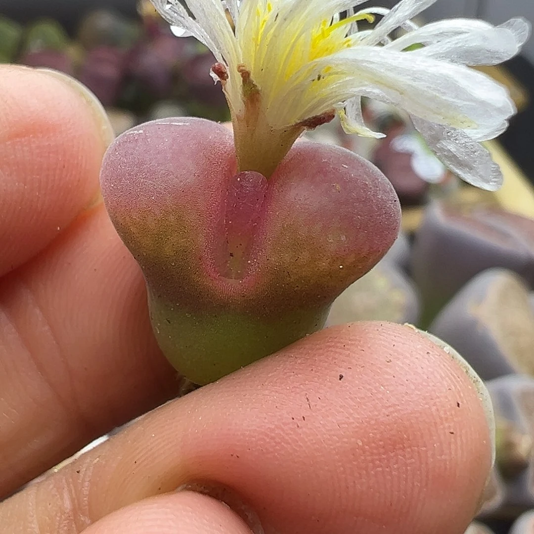 1177超级福利粉窗