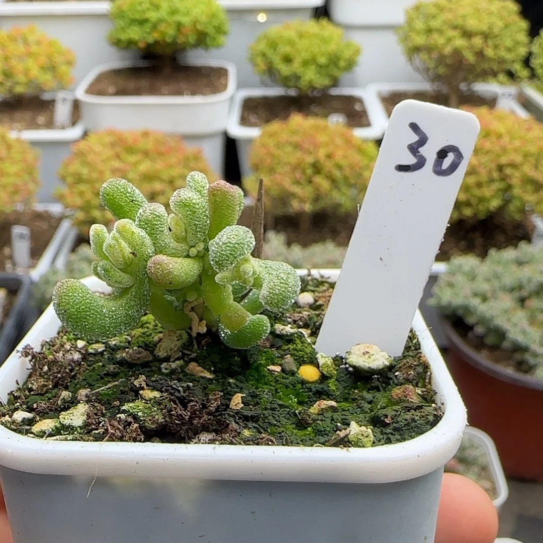 冰晶锦枝干番杏。。