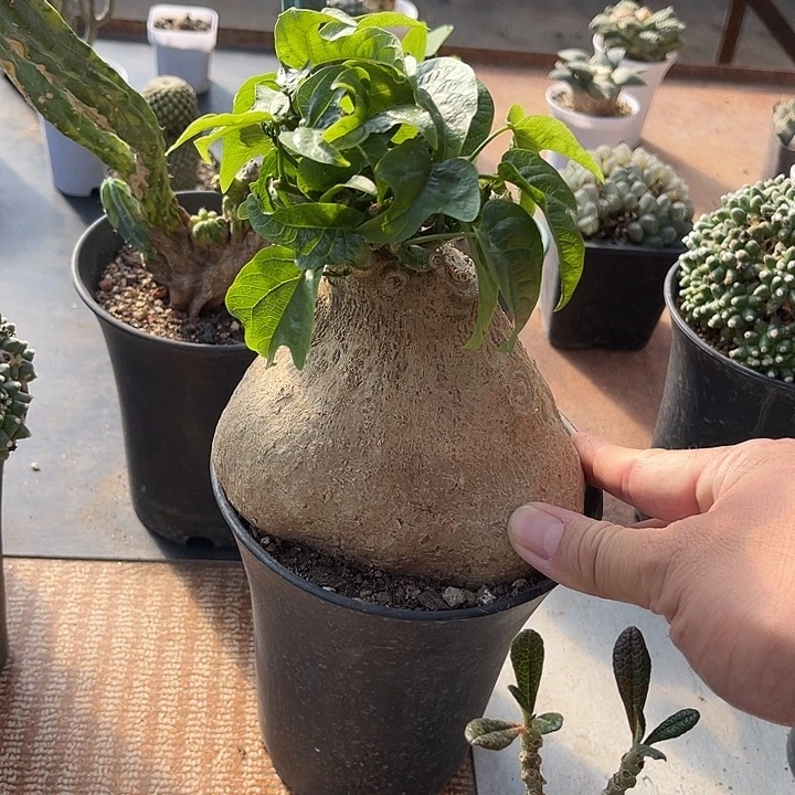 无花朵实生枫叶腺蔓