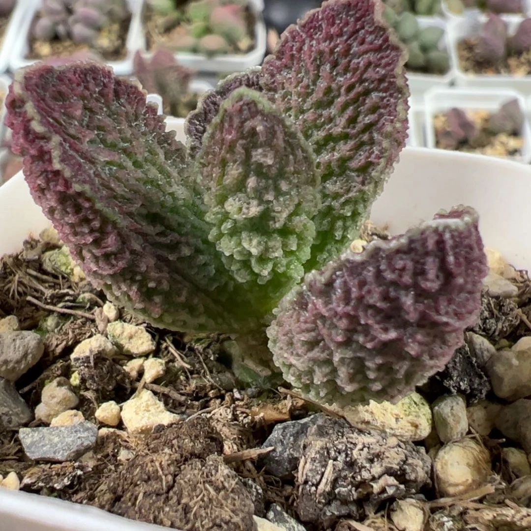 实生新品单头纯木质桩多肉植物水泡