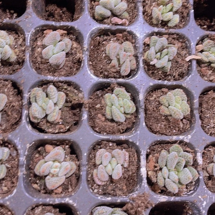 精品火星兔子多肉植物